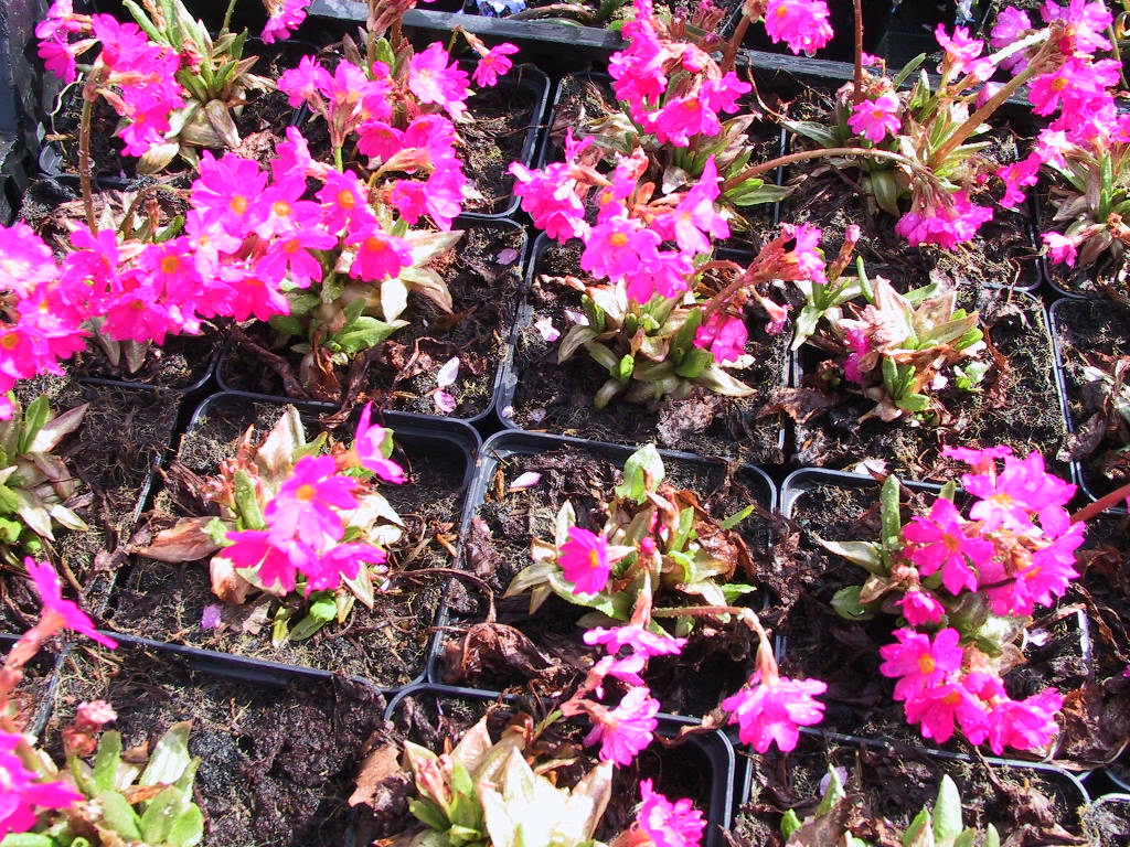 Primula rosea.jpg